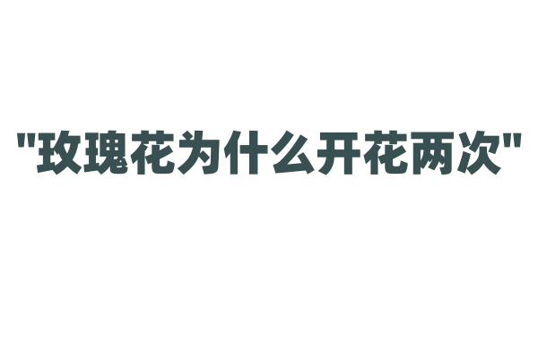"玫瑰花为什么开花两次"
